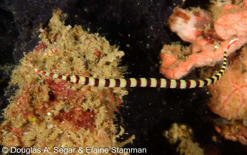 Segar-2012-07-0126.jpg