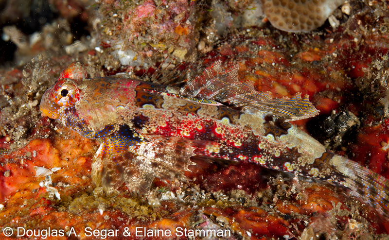 Segar-2012-07-0384.jpg