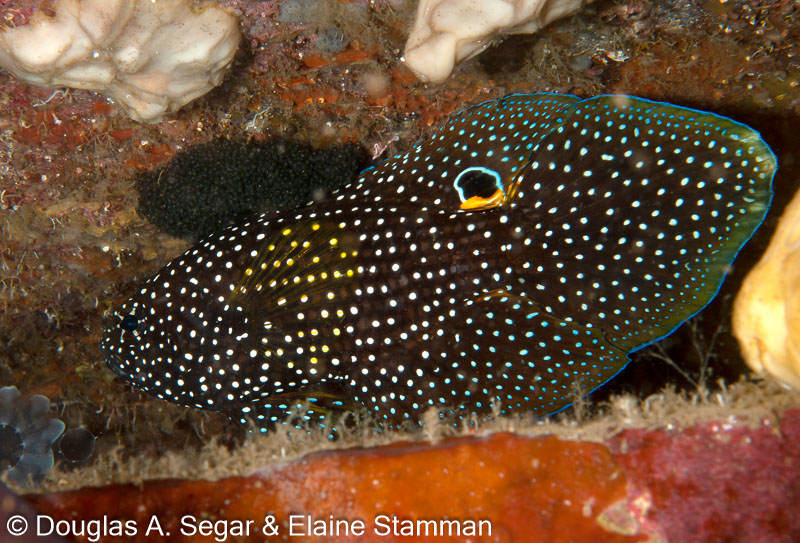 Segar-2012-07-0399.jpg