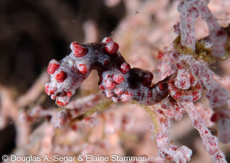 Segar-2012-07-2376.jpg