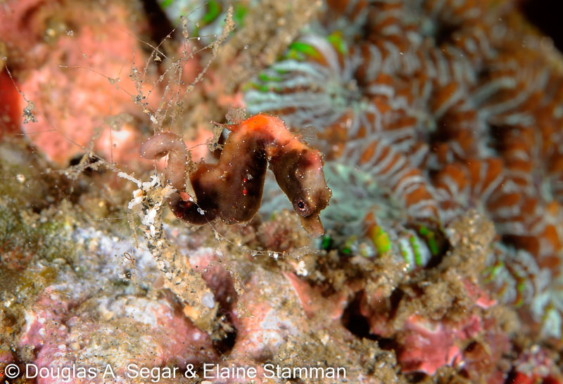 Segar-2012-07-2469.jpg
