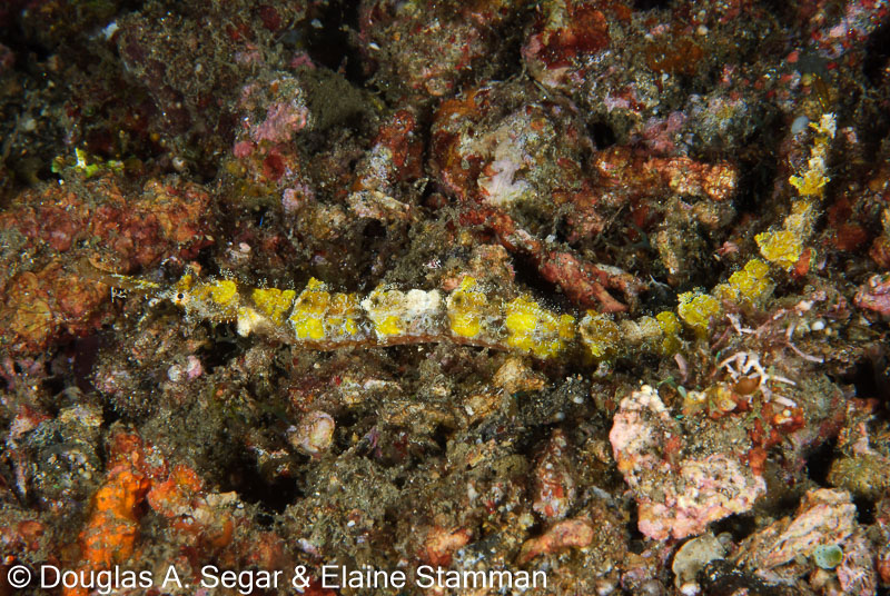 Segar-2012-07-2815.jpg