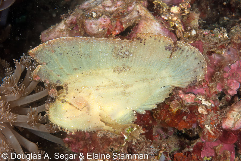 Segar-2012-07-2961.jpg