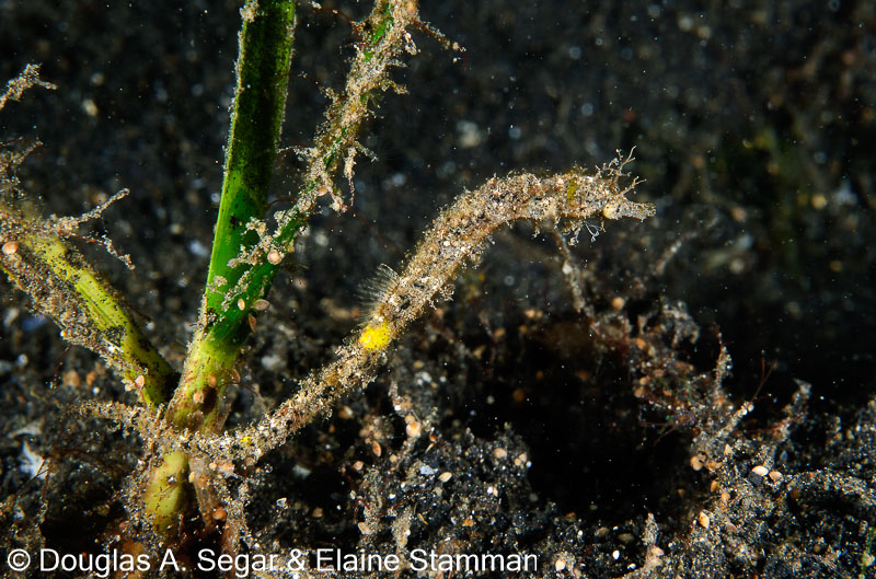 Segar-2012-07-3264.jpg
