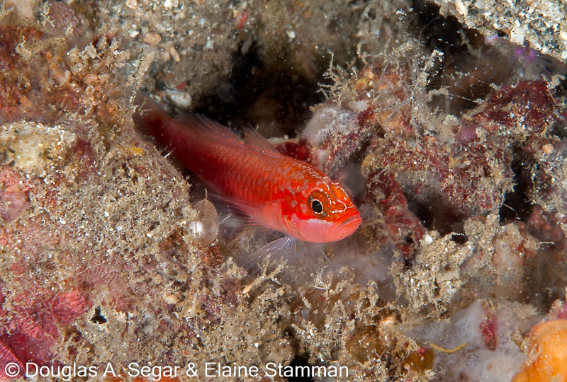 Segar-2012-12-0027.jpg