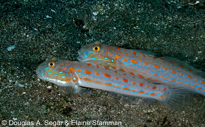 Segar-2012-12-0341.jpg
