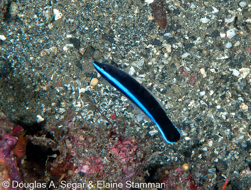 Segar-2012-12-0473.jpg