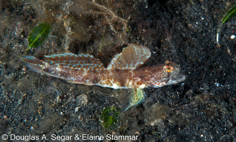 Segar-2012-12-0907.jpg