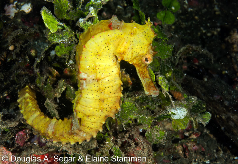 Segar-2012-12-1620.jpg
