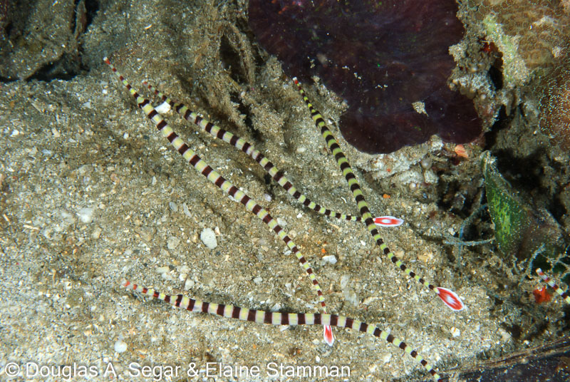 Segar-2012-12-2147.jpg