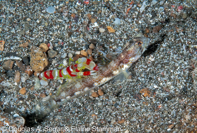 Segar-2012-12-2234.jpg