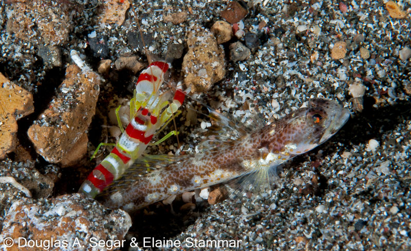Segar-2012-12-2246.jpg