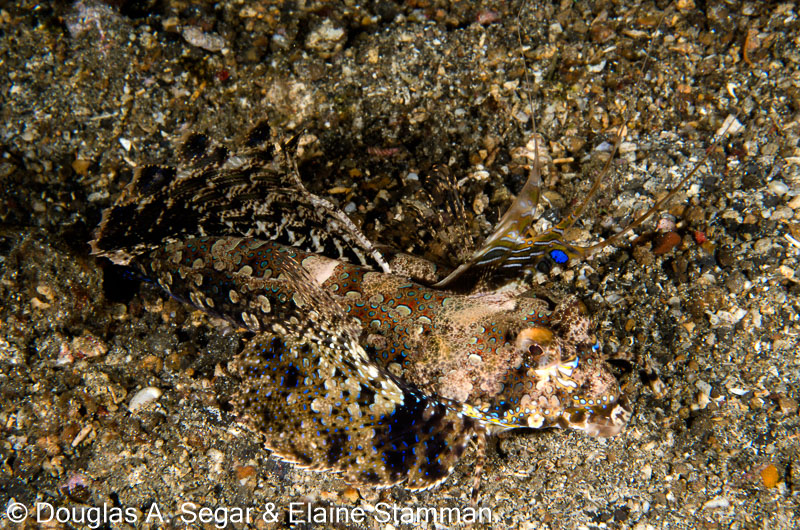Segar-2013-05-0320.jpg
