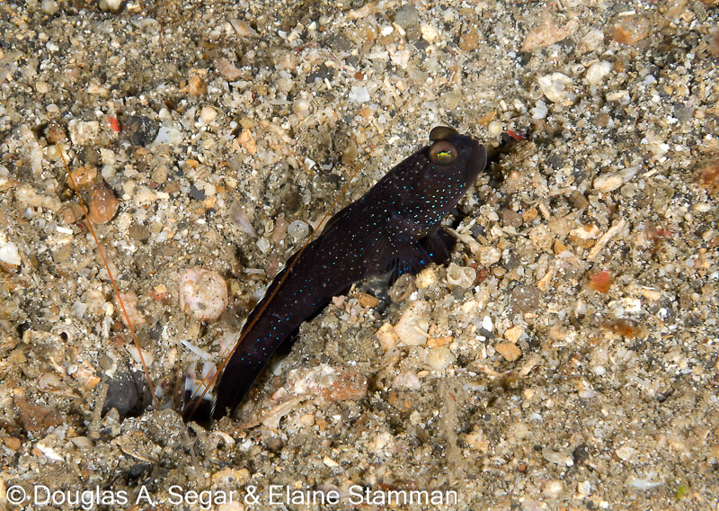 Segar-2013-05-0376.jpg