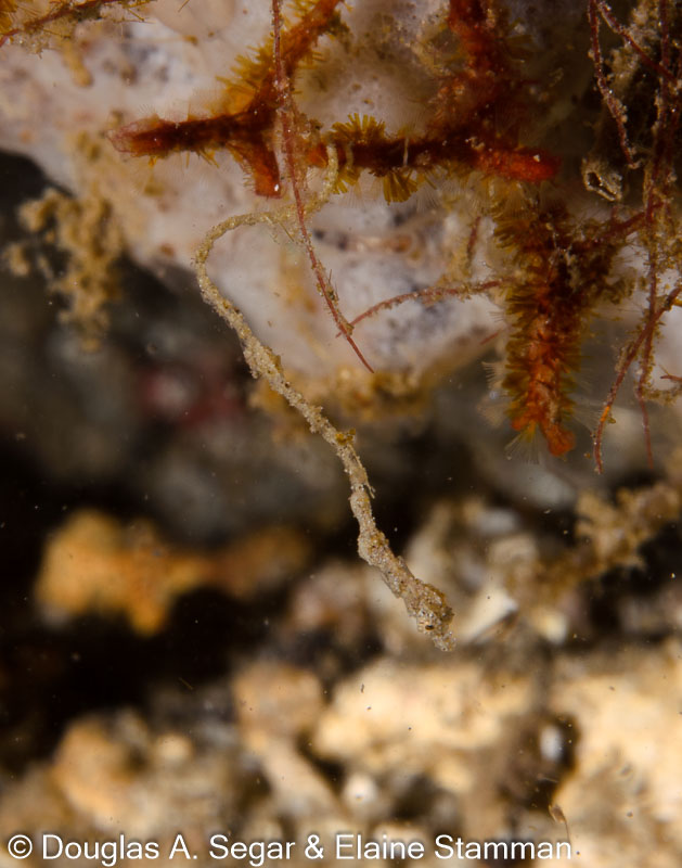 Segar-2013-05-0410.jpg