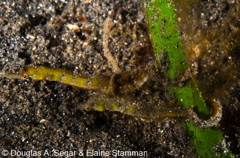 Segar-2013-05-0706.jpg