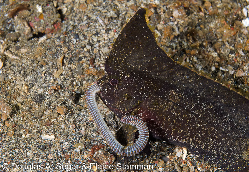 Segar-2013-05-0902.jpg