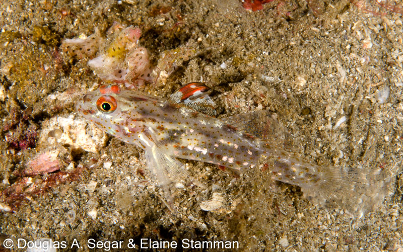 Segar-2013-05-0959.jpg