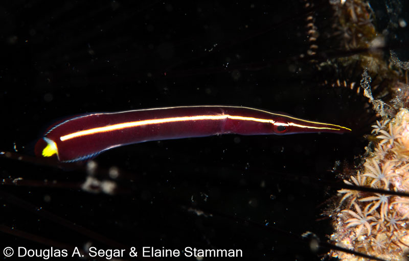 Segar-2013-05-2334.jpg