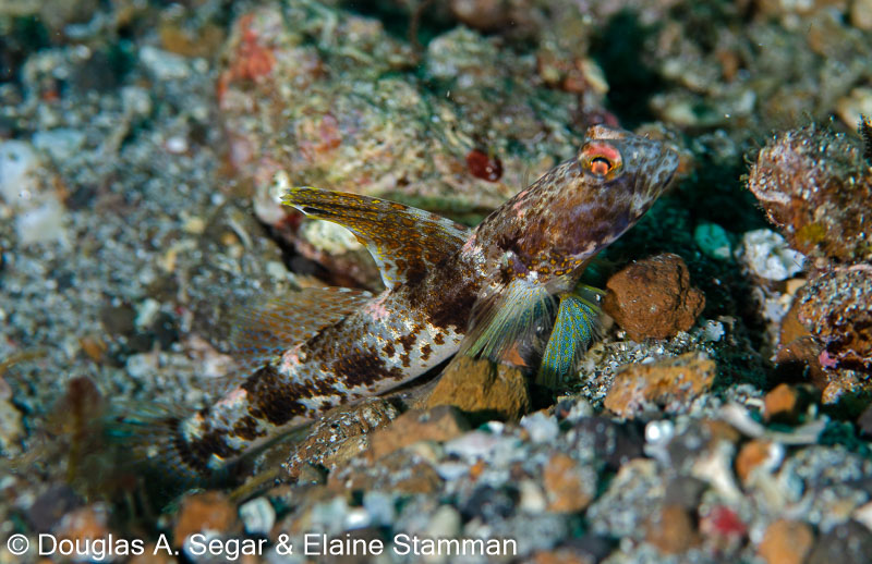 Segar-2014-09-1449.jpg