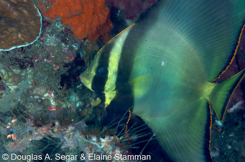 Segar-2014-09-1534.jpg