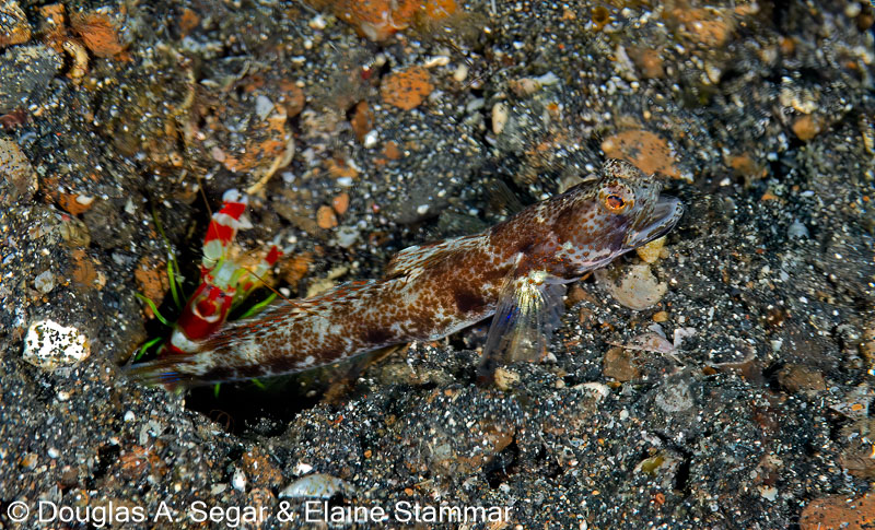 Segar-2014-09-1609.jpg