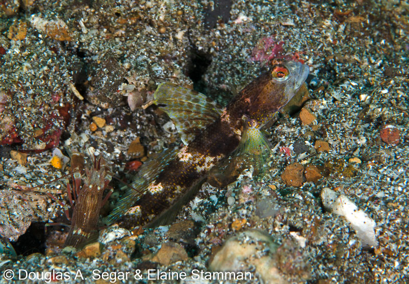 Segar-2014-09-2274.jpg