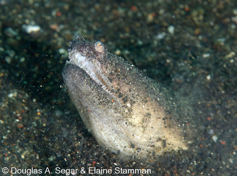 Segar-2014-09-2626.jpg
