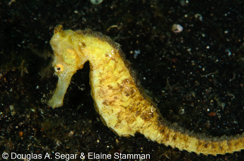 Segar-2014-09-2697.jpg