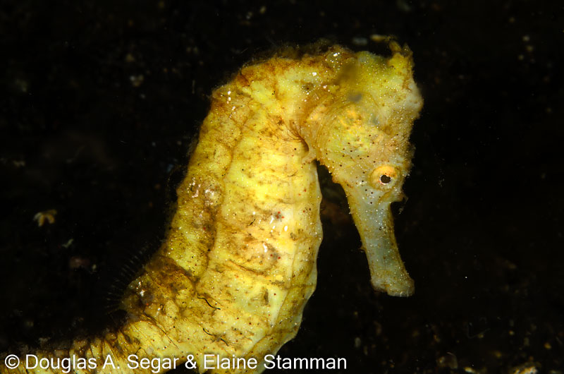 Segar-2014-09-2709.jpg