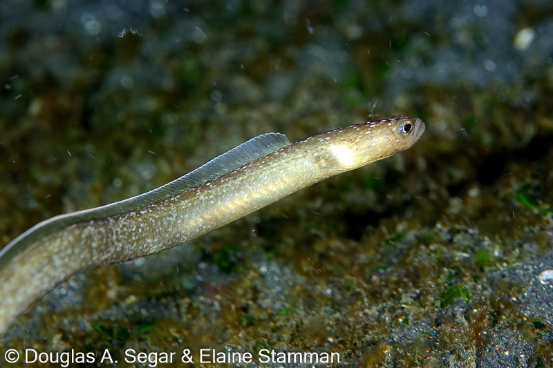 Segar-2014-09-2772.jpg