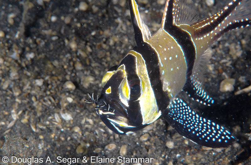 Segar-2014-09-3034.jpg