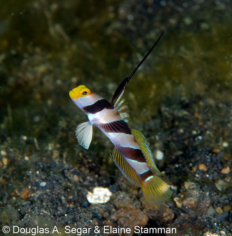 Segar-2014-09-3985.jpg