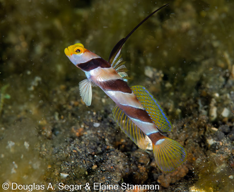 Segar-2014-09-4000.jpg