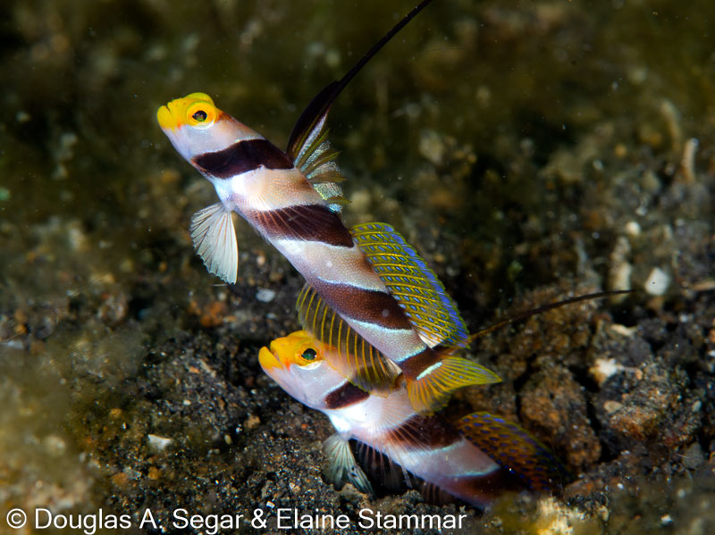Segar-2014-09-4009.jpg