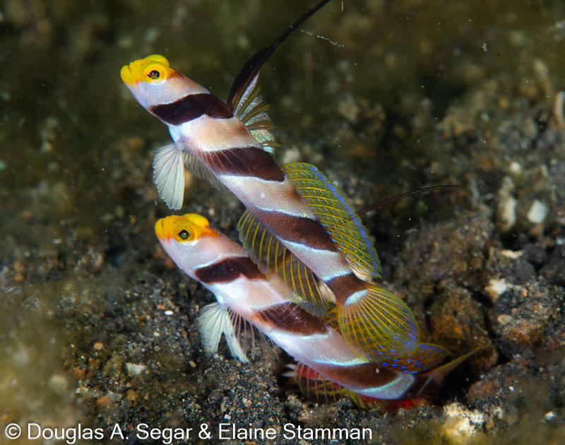 Segar-2014-09-4015.jpg