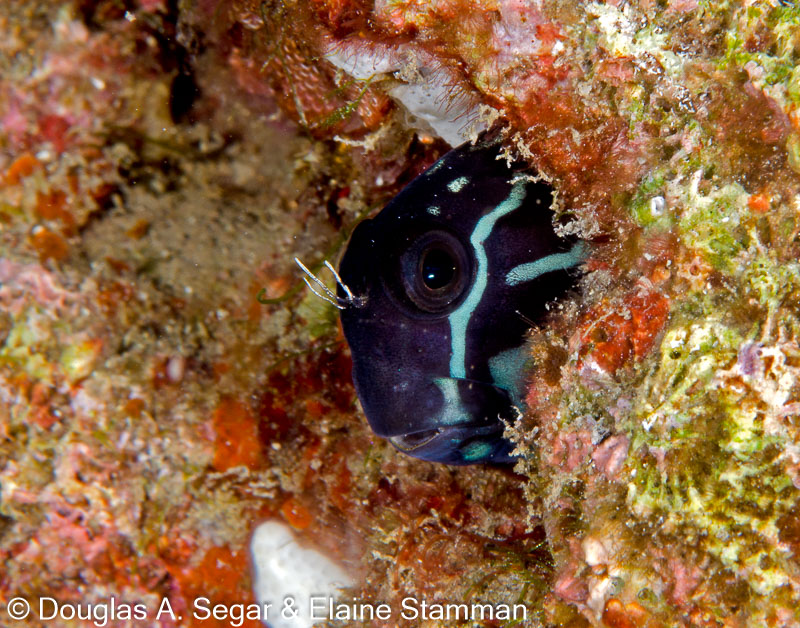 Segar-2014-09-4524.jpg