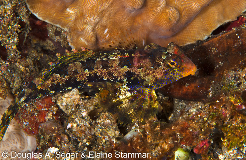 Segar-2014-09-4570.jpg