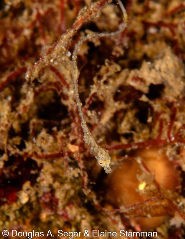 Segar-2014-09-4745.jpg