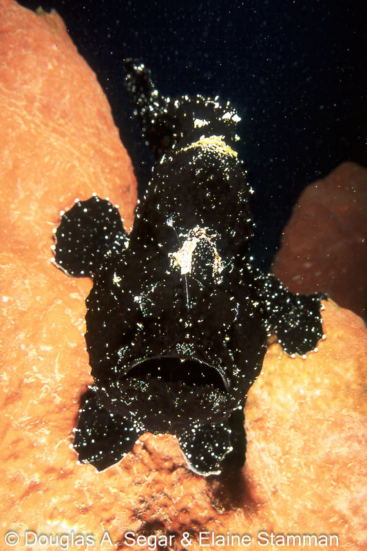 SegarA4236.jpg