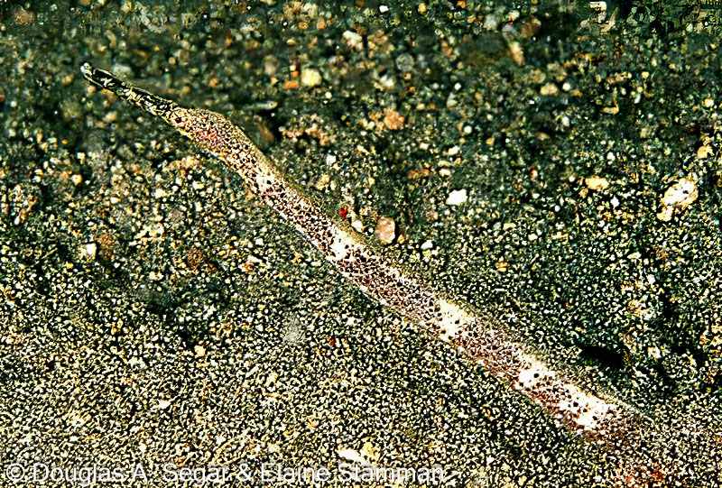 SegarA4521.jpg