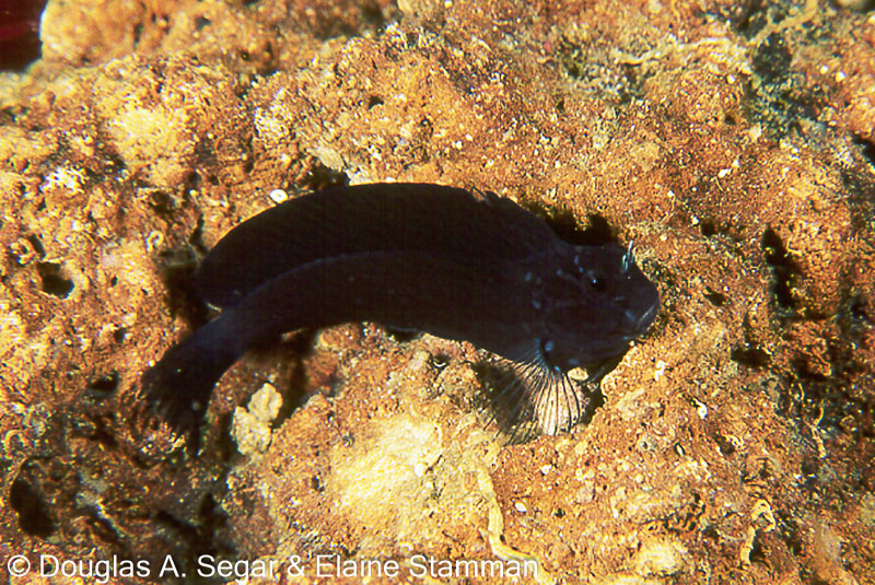 SegarA6038.jpg