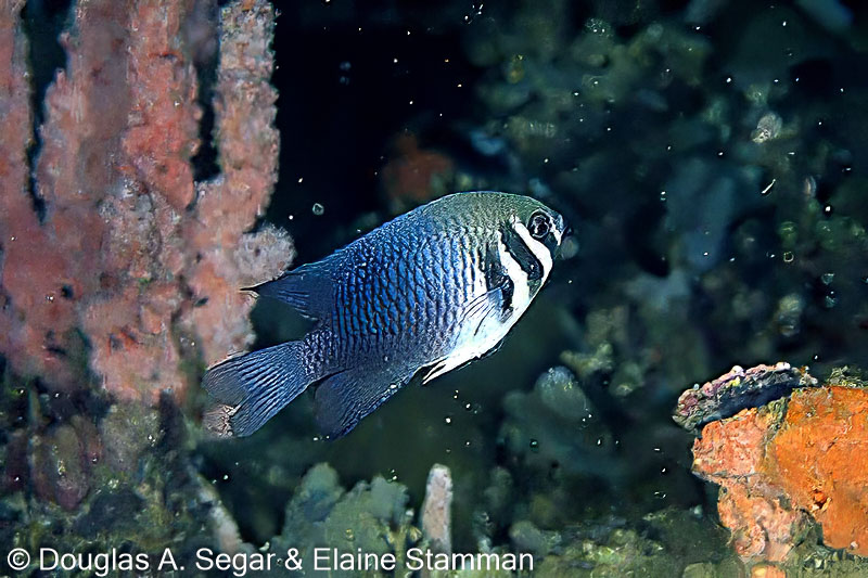 SegarA8661.jpg
