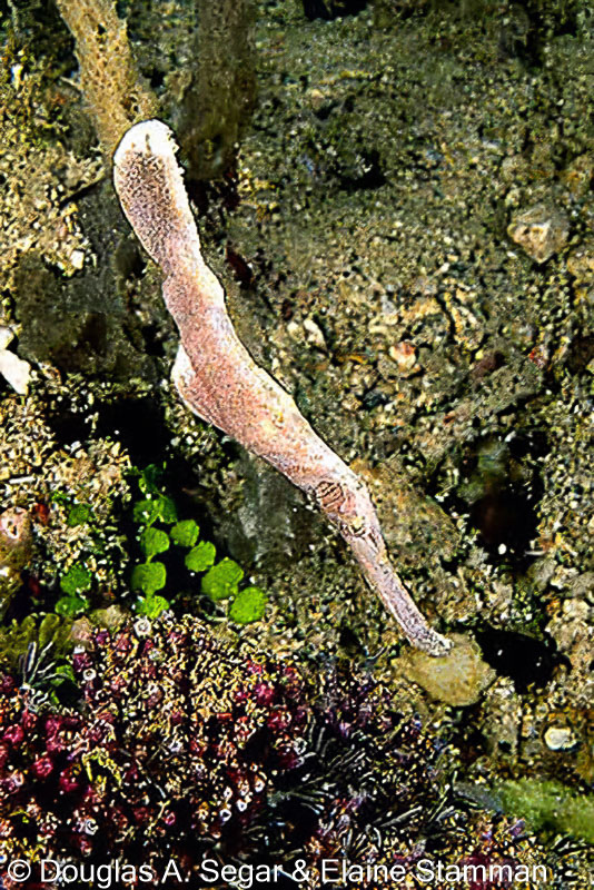 SegarA8743.jpg
