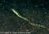 Segar-2012-07-1275.jpg