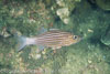 SegarA4095.jpg