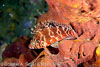 SegarA6279.jpg