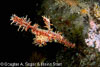 Lembeh Straits Fishes