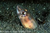 Lembeh Straits Fishes