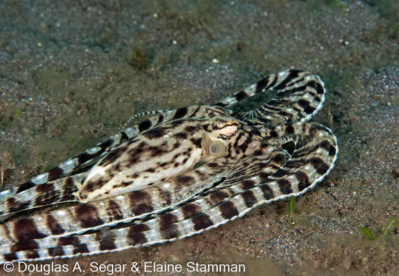 Segar-2010-07-0434.jpg